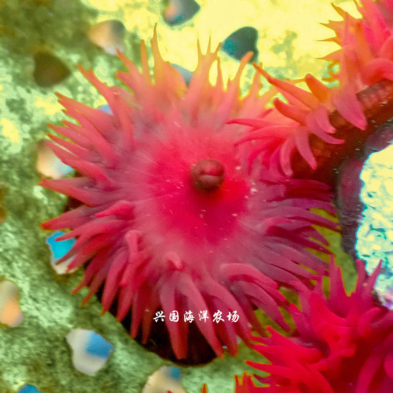小红海葵 红色石葵 火山海葵 活体珊瑚 海水鱼 小丑奶嘴快递包活