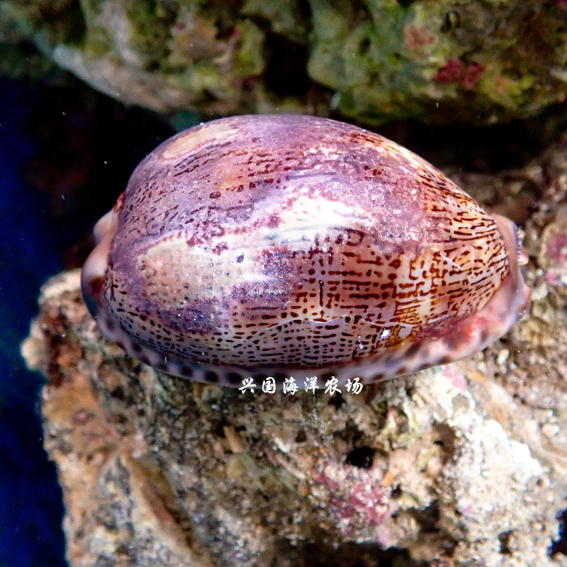 宝贝螺 活体海水鱼珊瑚缸海缸翻砂海星除藻生物快递包活-阿里巴巴