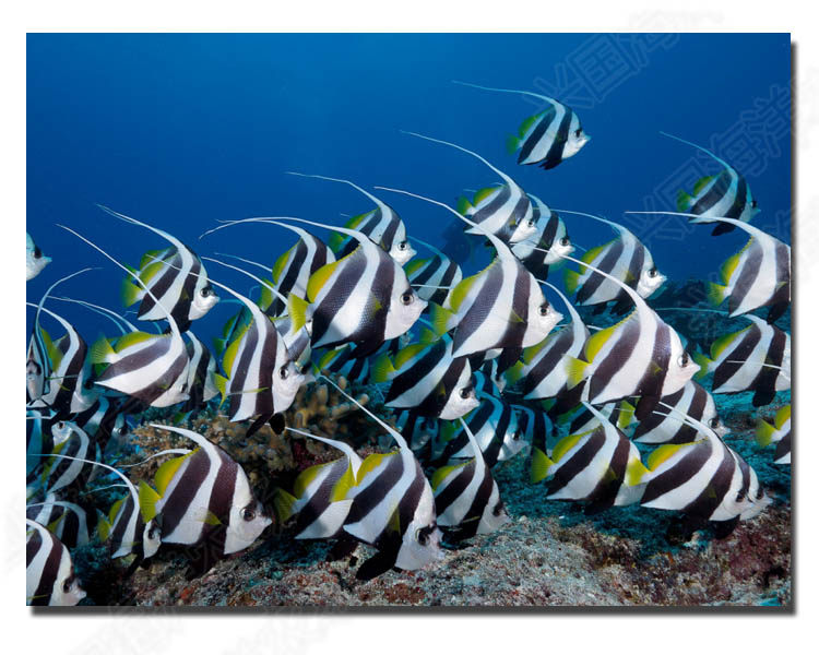 黑白关刀鱼 海水鱼活体 观赏宠物鱼神仙鱼长鳍关刀鲽鱼快递包活