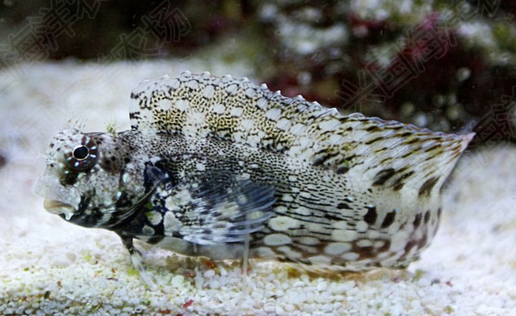 西瓜刨 海水鱼活体鳚科花豹巴士除藻食苔古b食藻清洁鱼缸快递包活