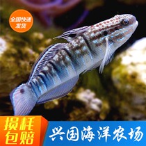 Ringbrother Shrimp Tiger Seawater Fish Living Pet Fish Coral Ornamental Fish Diamond Sentinel Tipping Sand Removal Algae Express Package Live
