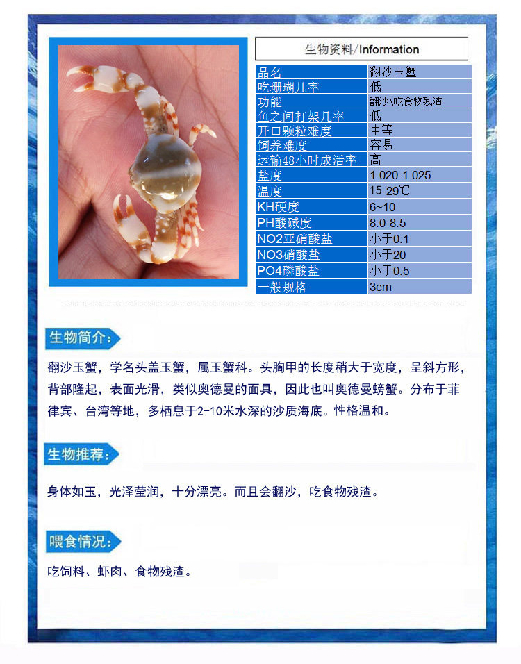 翻砂玉蟹 翻沙蟹海水鱼缸活体小螃蟹翻沙生物翻砂利器兴国包活