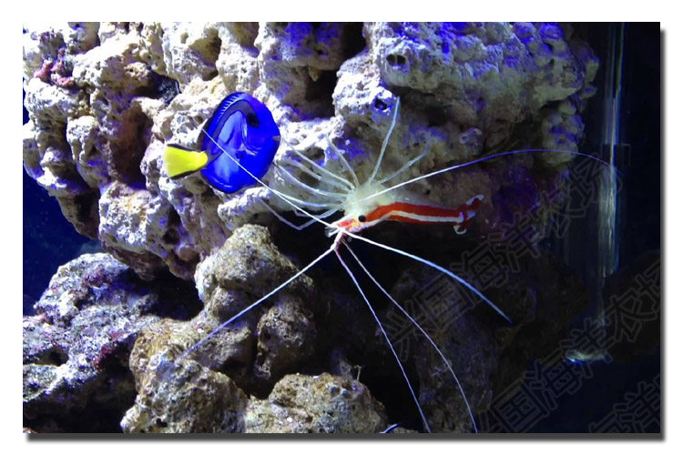 医生虾 海水鱼活体 进口清洁虾海水虾海缸清洁生物吃寄生虫包活