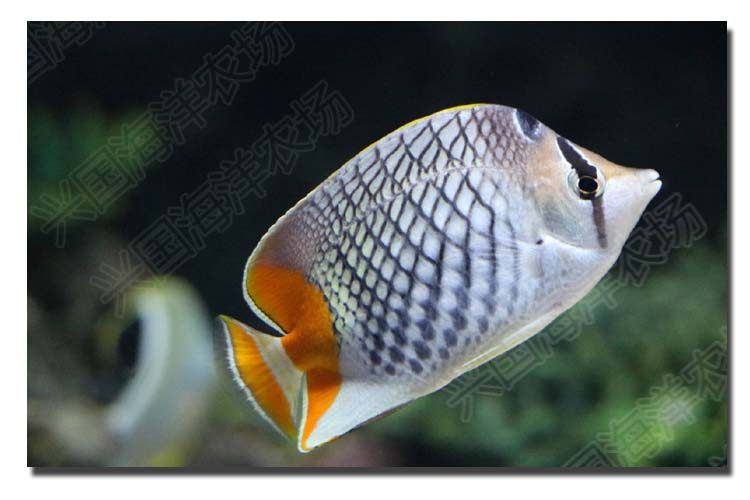 红尾鲽 活体海水鱼 红尾蝶鱼神仙鱼 海缸小丑鱼养定快递包活