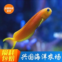 Golden Dragon Cut Golden Scissors Shrimp Tiger Gold Dragon Cut Fish Living Seawater Fish Vat for Algae Eating Algae Watermelon Gouging Express