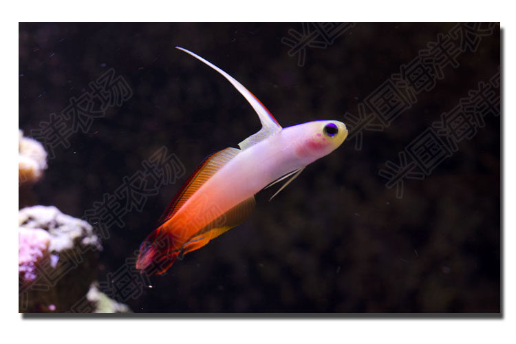 雷达 喷射机海水观赏鱼活体鱼珊瑚缸虾虎小丑鱼养定快递发货包活