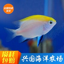Double Color Magic Blue Fin Nestle Five Colorful Magic Seawater Fish Living Coral Safety Clown Fish Turquoise Blue Magic Shun Fung Pack Alive