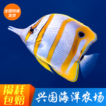 Three Rockets Bibi Drilling Mouth Fish Seawater Fish Living Sea Cylinder Ornamental Fish Pet Fish Express Package Live