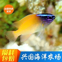 Purple Head Magic Blue Head Magic Seawater Fish Live Nestle Small Fish Clown Fish Blue Magic Coral Safety Express Package Live