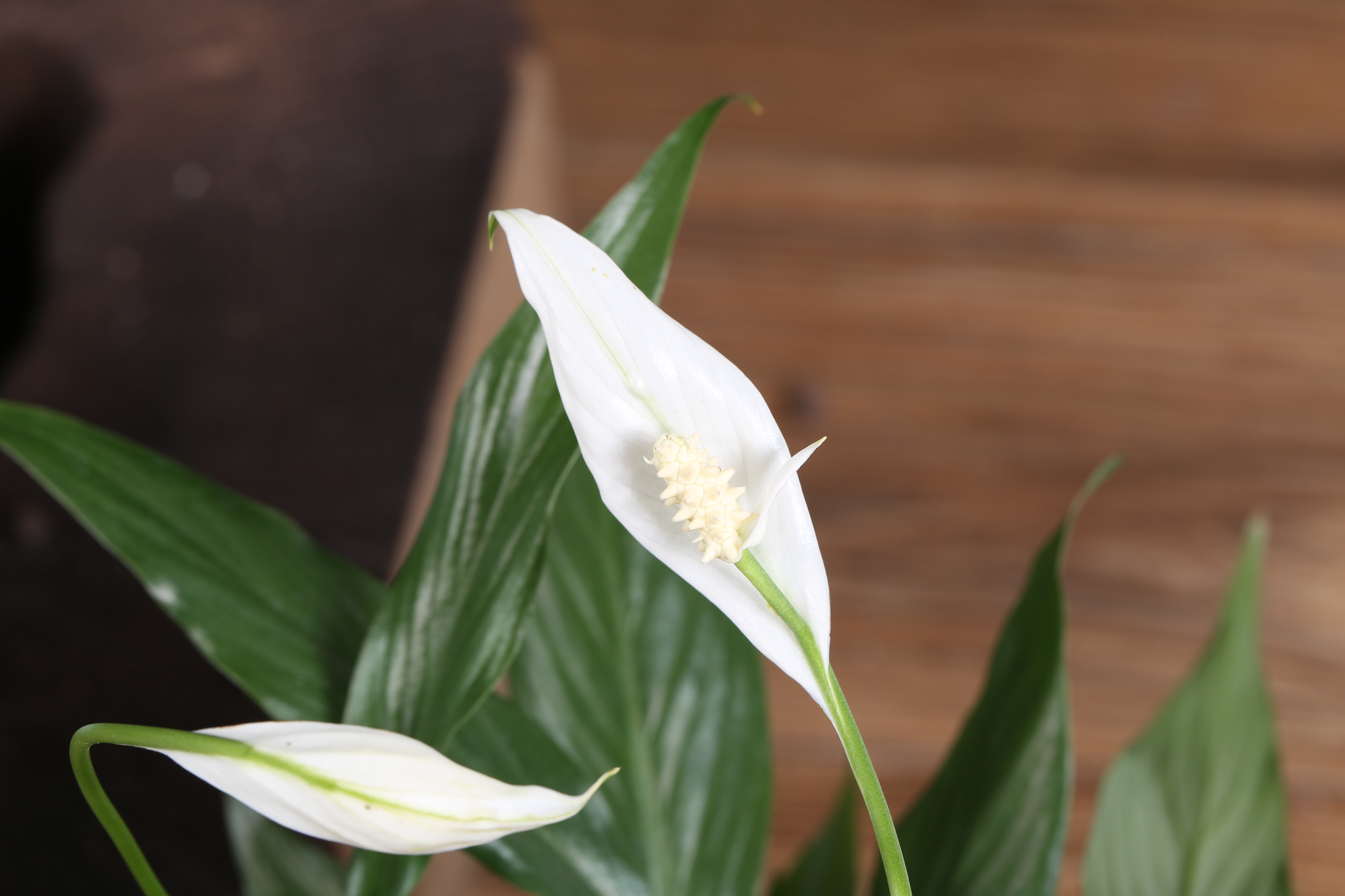 听过熊掌,是否听过白掌,红掌,粉掌?