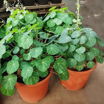 Purify air library mountain turtle plant fun autumn courtyard formaldehyde desk