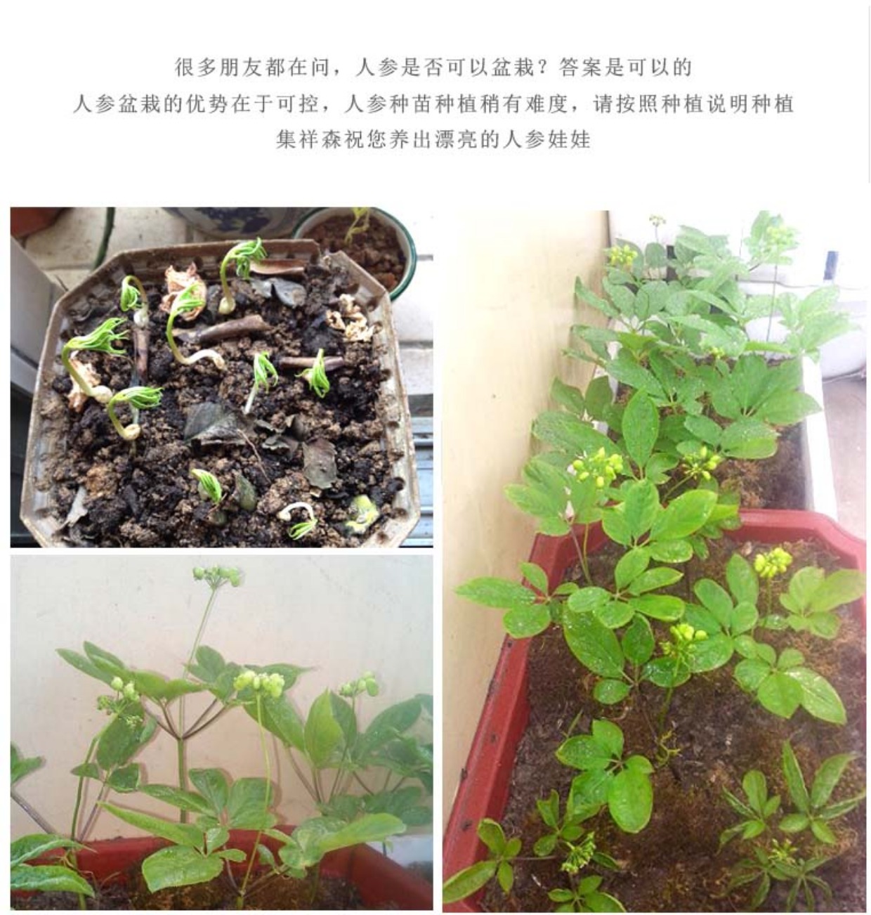 人参苗 小人参人参苗盆栽 园参苗盆栽参苗长白山鲜人参苗