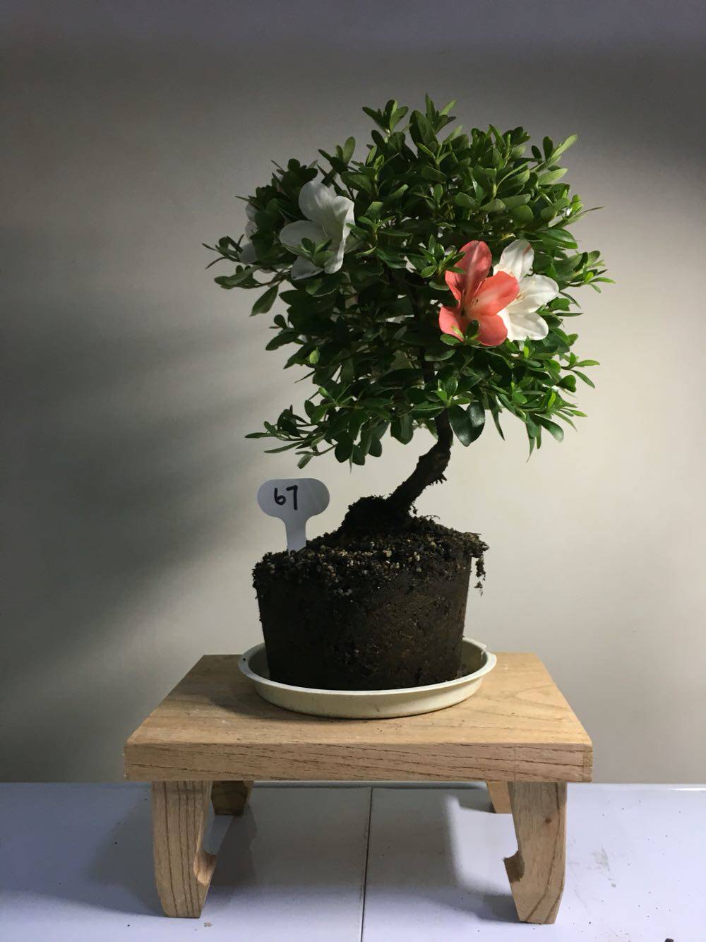 新一波皋月杜鹃小老根翠扇明日香若慧