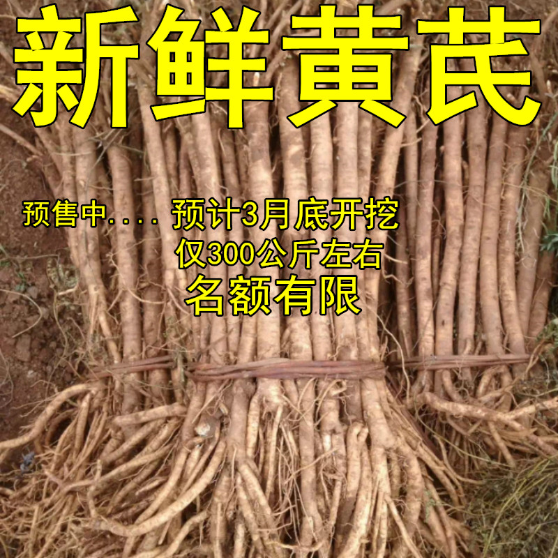 预售甘肃陇南武都新鲜黄芪正北芪9月份发货