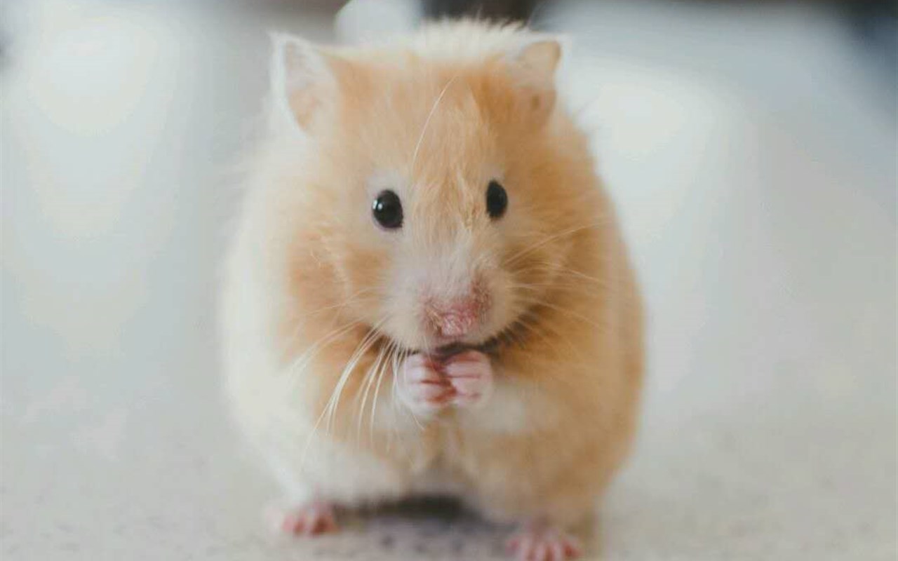 萌宠#金丝熊和仓鼠的性格区别