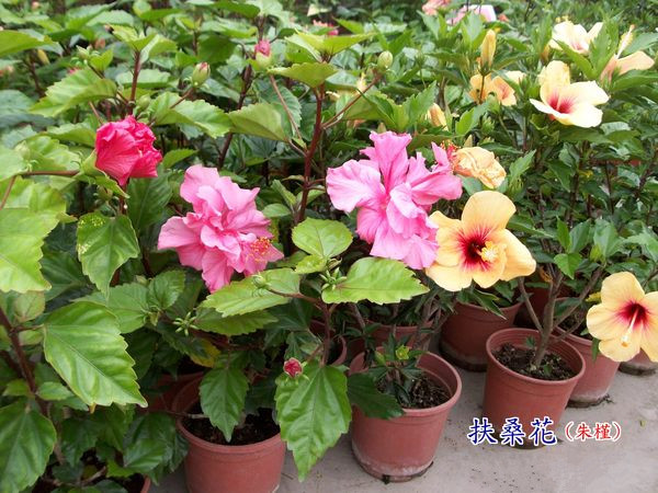 盆栽阳台室内扶桑苗红色扶桑花苗 大花重瓣朱槿牡丹芙蓉花5年大苗