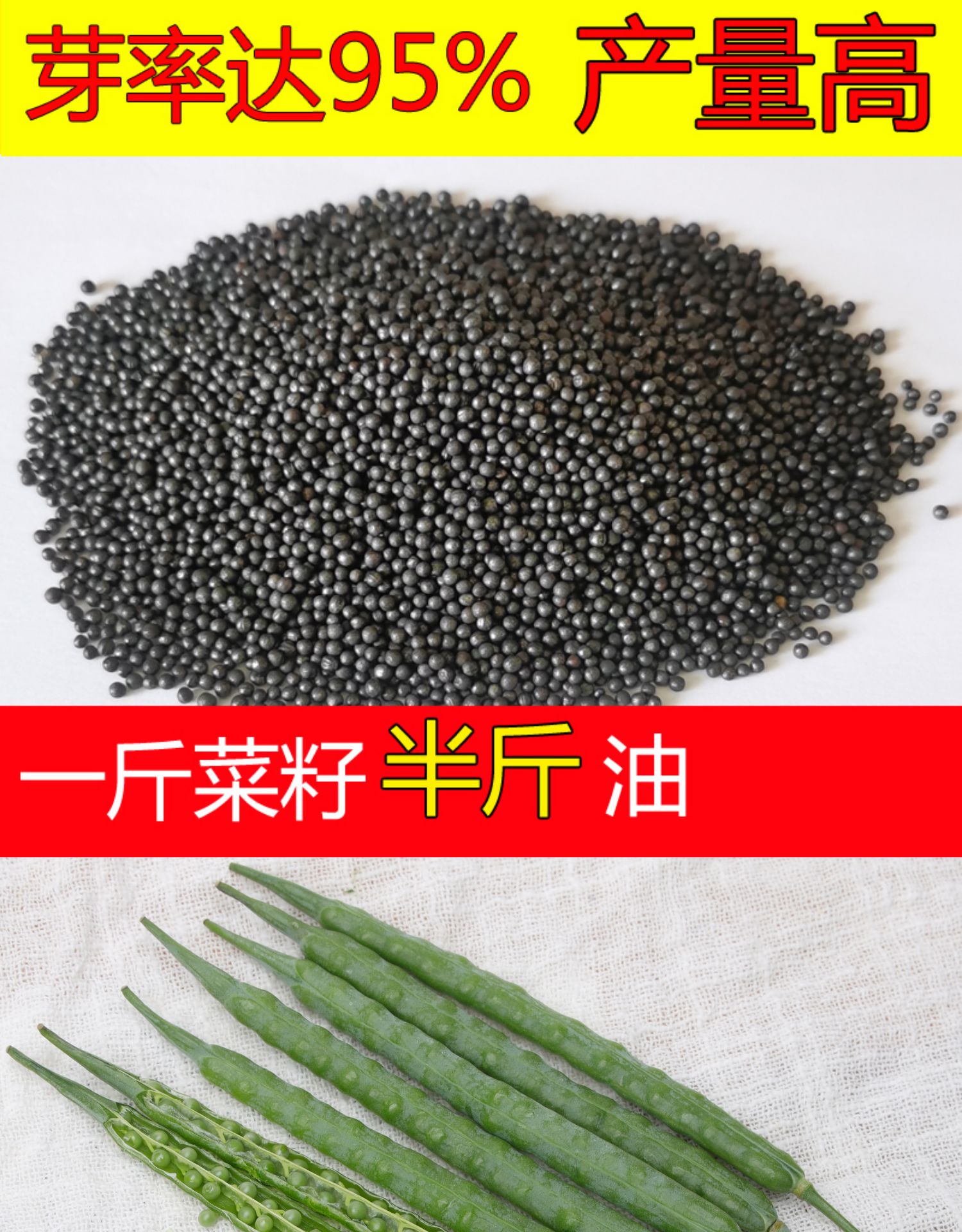 杂交油菜种子正品矮杆高产油菜籽种抗寒抗倒伏早熟榨油油菜花种子