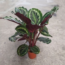 Arrowroot potted household living room purification Air office hydroponic green planting Cornwood bamboo feather rainbow bamboo Jade