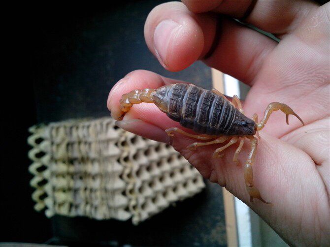 特价蝎子 优质种蝎子|孕蝎子活体母蝎|活蝎子|带卵蝎子养殖送技术