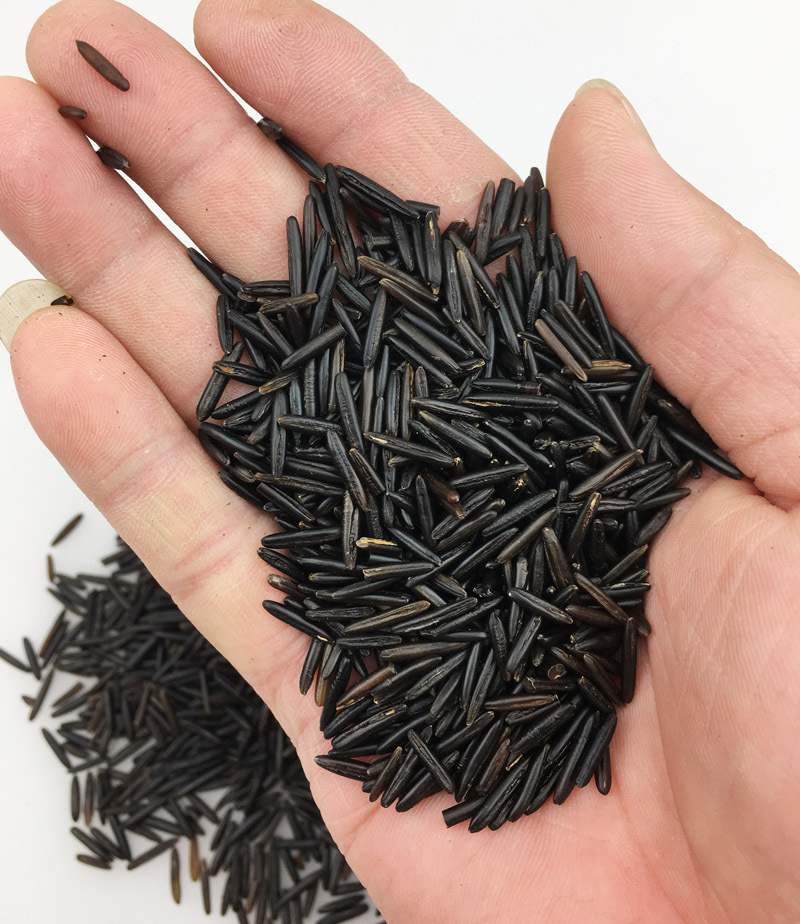 苏比利尔3号野米 菰米冰湖松针米美国加拿大进口黑米454g包邮