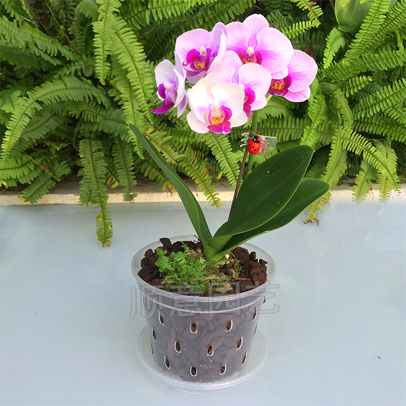 蝴蝶兰专用花盆透明育苗杯硬植杯石斛卡特兰兜兰洋兰沥水透气控根