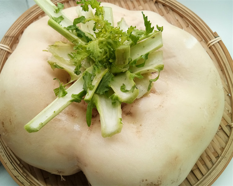 温州乐清特产新鲜山地盘菜头盘菜农家自种盆菜扁头萝卜600克左右