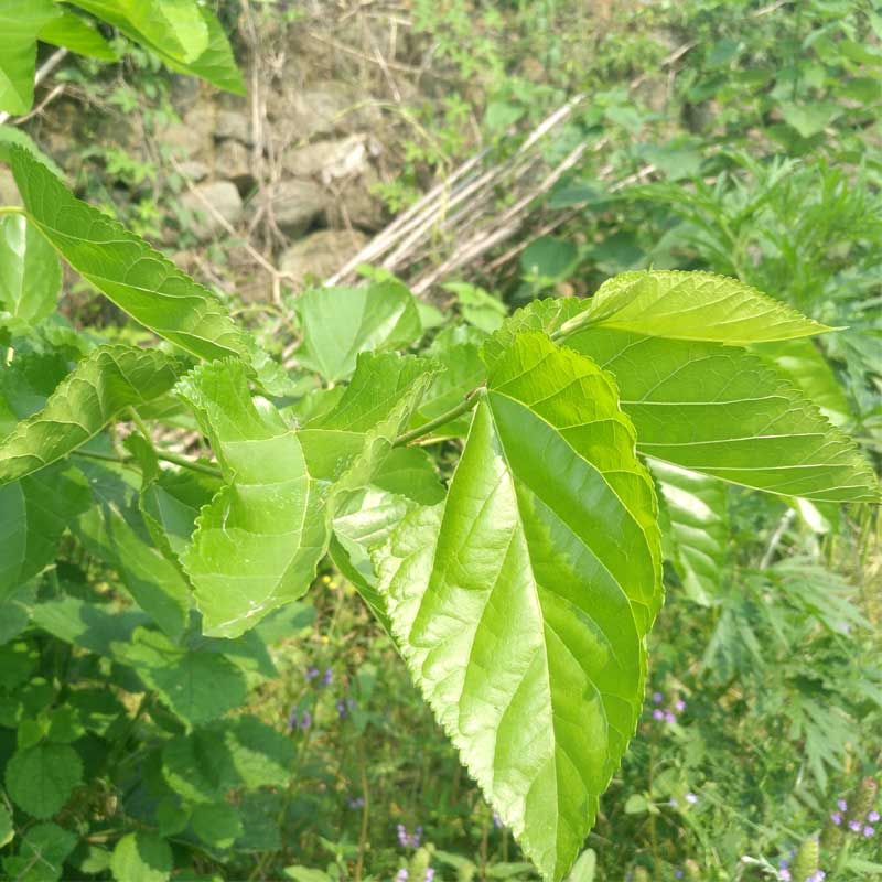 桑叶新鲜桑叶蚕宝嫩桑叶新鲜桑叶大别山野生桑叶特价包邮新鲜桑叶