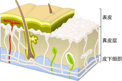角质是表皮细胞不断再生的最后产物,皮肤表面角质层厚,皮肤会失去
