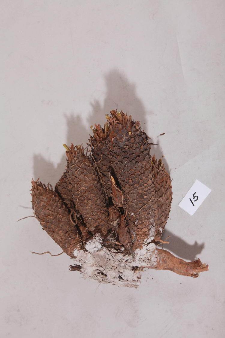 盆景艺术在线-白鳞铁盆景白鳞铁树铁树日本多头怪头盆栽日本铁树枯半