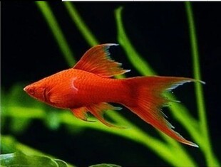 红玛丽鱼燕尾红剑鱼草缸鱼小型鱼淡水鱼热带鱼观赏鱼活体活体