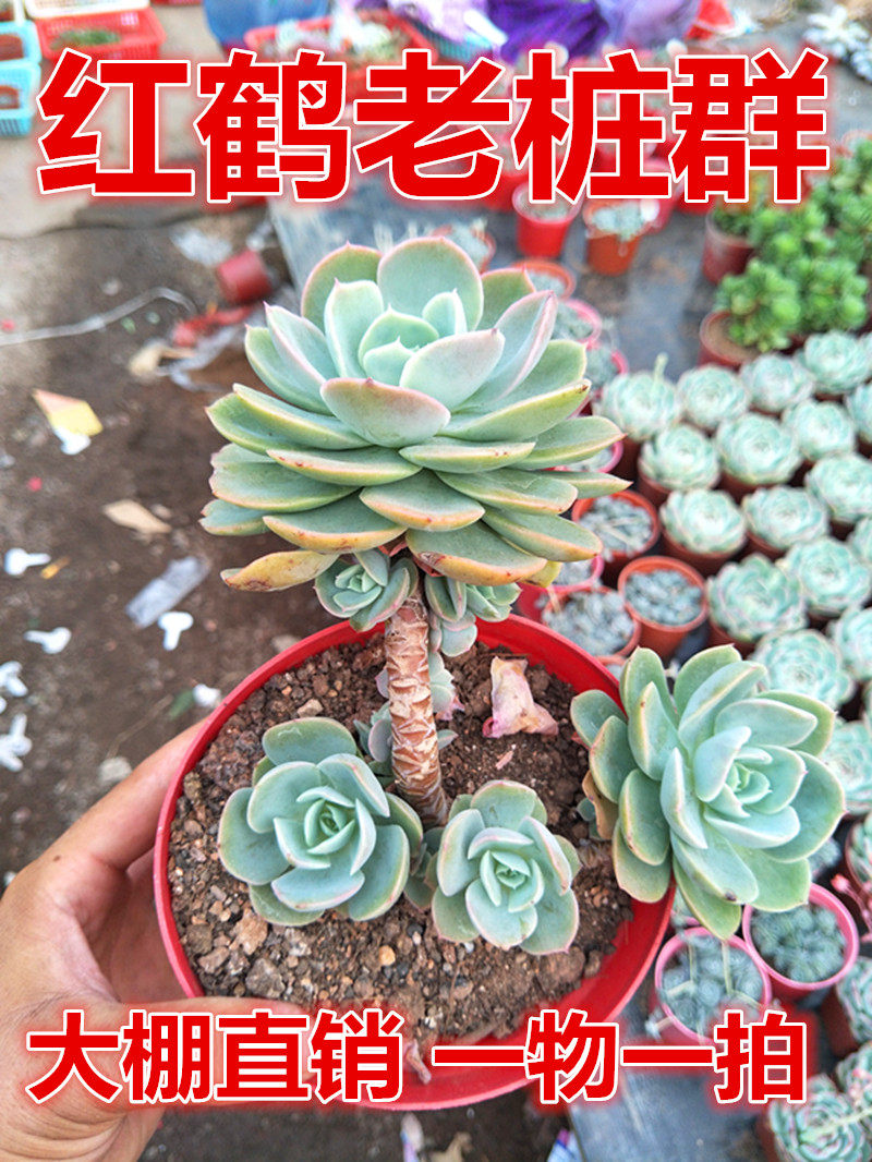 妍帆园艺 红鹤多头老桩 红鹤多肉植物绿植园艺盆栽肉肉组合满38
