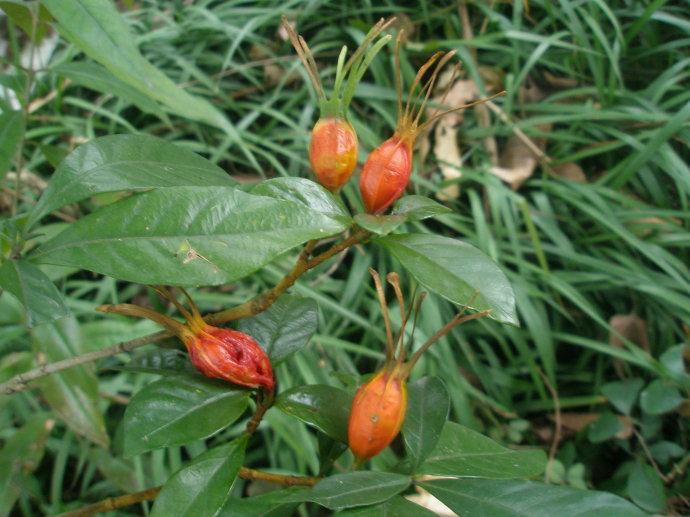 供应 野生栀子花草茶栀子果花茶红栀子果山红枝子栀子500g