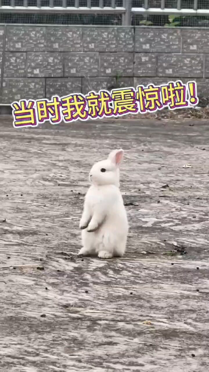 兔子站起来了,当时我就震惊啦!