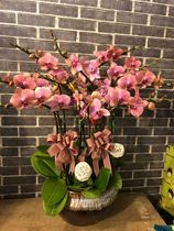 10 Phalaenopsis potted flowers Gift flowers New Years Eve flowers housewarming opening opening send flowers to Shanghai Send flowers to Shanghai Send flowers to Shanghai send flowers to Shanghai send flowers to Shanghai send flowers to Shanghai send flowers to Shanghai send flowers