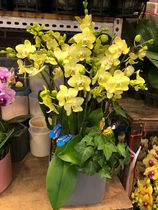 8-plant ceramic pots Birthday flowers Housewarming new home potted flowers Company opening gift flowers Spring Festival flowers