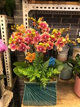 Champagne-colored phalaenopsis 8 plants beautifully installed moved to a new home opened opened sent peanuts blessed flowers Spring Festival
