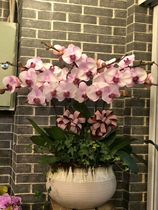 10 red heart pale pink Phalaenopsis potted flowers living room indoor company placed flowers sent to Shanghai Nursery