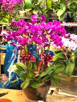 10 ceramic pots Phalaenopsis gifts Festival flowers Spring Festival New Years Eve flowers Shanghai Tongcheng nursery direct delivery