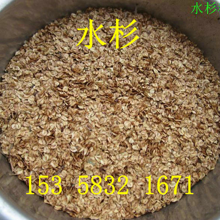 杉木种子 水杉 池杉 云杉 冷杉 油杉 落羽杉 家杉 柳杉种子