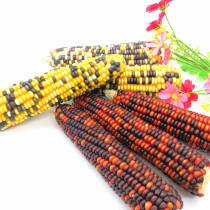 Colorful corn molars and delicious hamster rabbit ChinChin molars stick buy 5 Get 1