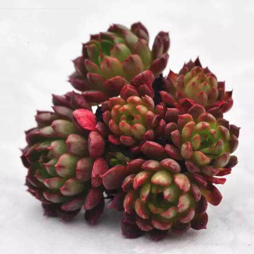 美尼月迫群生丨红姬莲精养 花房家多肉植物组合办公室绿植盆栽