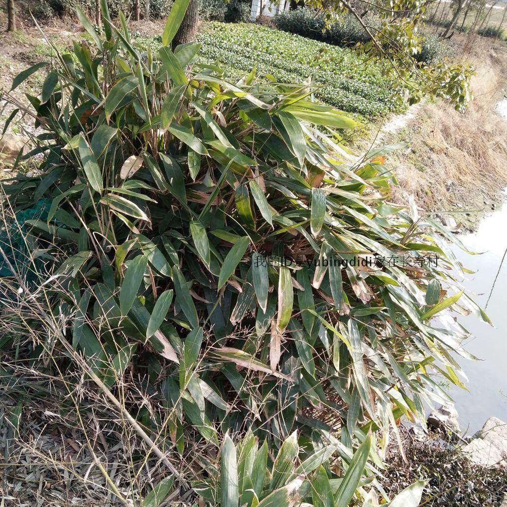 野生的箸叶 粽叶种苗 深山挖来的庭院实用竹苗 粽苗 粽子叶子苗_双氙