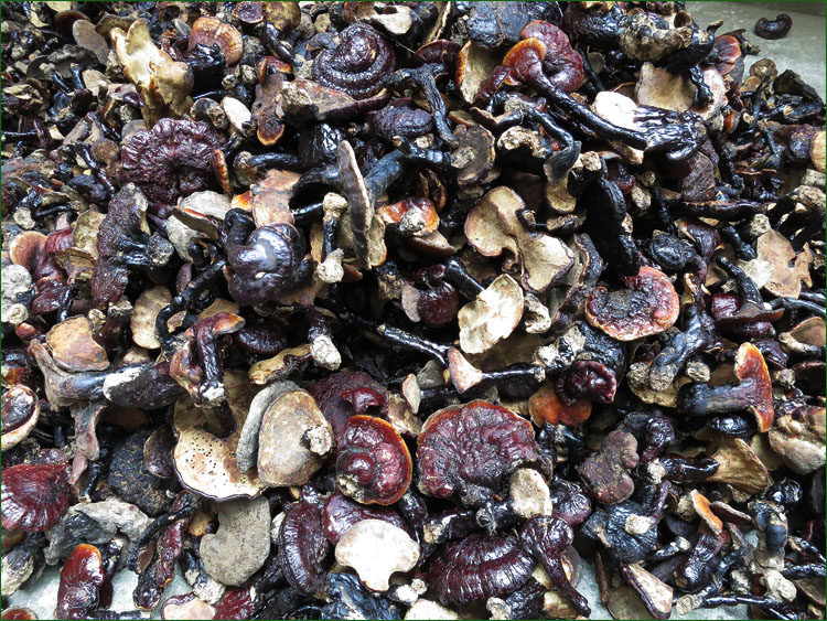 贵州野生大灵芝赤灵芝 农村收购特级野生灵芝 500克 20—30cm