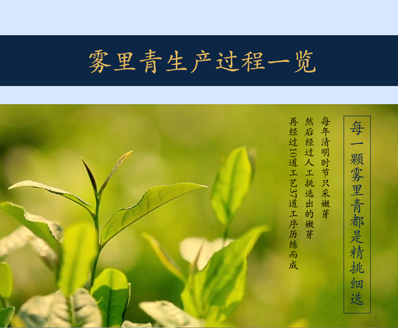 雾里青绿茶安徽天方茶叶明前头采芽茶九华山石台特产瓷罐礼盒300g图片