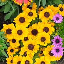 Sunchrysanthemum seed landscape flower sea grass flower race Jerusalem artichoke root potted flower seed cold-resistant and shade-tolerant flowering period long seeds