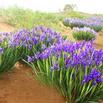 Malian seed horse flower seed horse flower seed rooting perennial aquatic flower salt-alkali soil resistance to barren