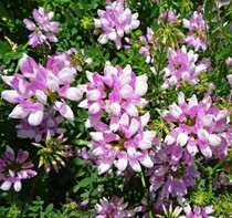 Variable small crown flower seed seed seed courtyard high hillside wasteland slope protection ornamental solid ground ornamental flower seed