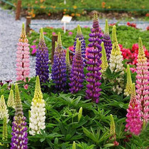Four Seasons Easy-to-grow Perennial Lupin Lu Bing Flower Seed Easy-to-live Outdoor Flower Seeds