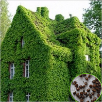 Four Seasons Evergreen Climbing Tiger Seeds Indoor Climbing Plant Seeds Garden Climbing Flower Seeds