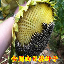 Edible sunflower seeds Sunflower seeds melon seeds seeds Sunrise flowers sunflowers sunflowers sunflowers squeezed oil sunflower